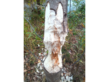 20201004 5 ������� ���� 1541.jpg