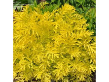 ����� Isla Gold.jpg