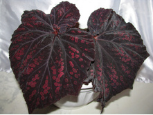 DS - ����� � ��������.jpg