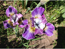 ���� ��������� ������� �����