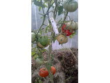 Goose Creek (������� �����)