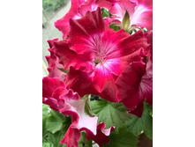 ���������� ����������� Bermuda Dark Red