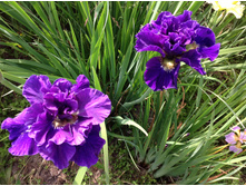 ���� ��������� ���� ������