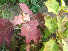 ����������� ��������  ������