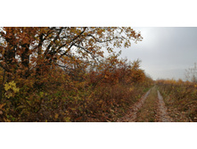 IMG 20201010 144607.jpg