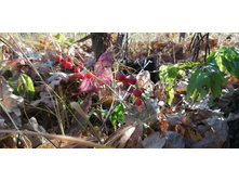 IMG 20201005 085300.jpg