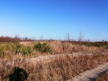 IMG 20201029 133251.jpg