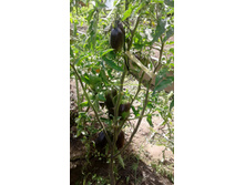 ��� � �����