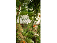 ������� ��������