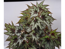 Little Brother Montgomery.jpg