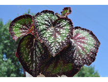 DS-�������� ���.jpg