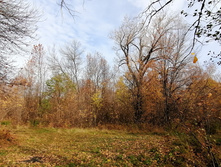 IMG 20201010 121718.jpg