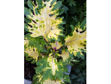 ������� � �������� LO.jpg