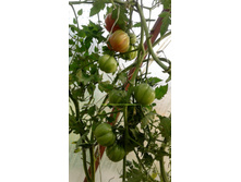 ������� ��������