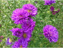 ����� �����