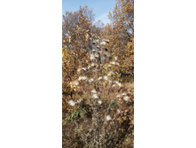 IMG 20201011 105500.jpg