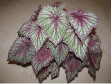 Charlotte Chiffon.jpg