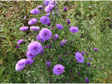 ����� ������� ������