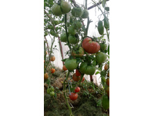 ���� ������