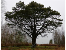 IMG 20201031 101912.jpg