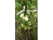 ������ �������� �������