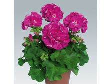 ���������� ��������� pac Violet Star