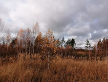 IMG 20201024 124226.jpg