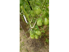 ������ �������� ������