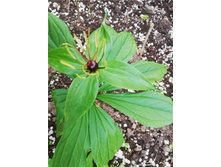 ����� Paris incomplet.jpg