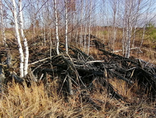 IMG 20201029 134743.jpg