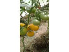 ������������� ������