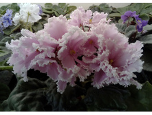 ��-����� ��������� 1.jpg