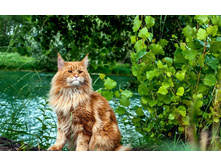 ������� �������������� ...