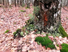 IMG 20201024 112019.jpg