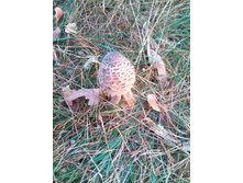 20201004 5 ������� ���� 1623.jpg