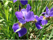 ���� ��������� �����