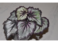 DS- ������ ����.jpg