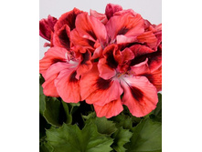 ���������� ����������� Beekenkamp Elegance Ballet