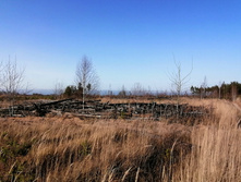 IMG 20201029 134529.jpg