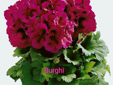 ���������� ����������� Burghi