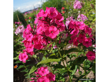 ���� ��� �����21�*