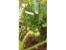 ������������� ������