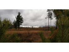 IMG 20201024 122304.jpg