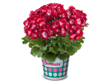 ���������� ����������� Bermuda Dark Red