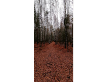 IMG 20201024 112700.jpg