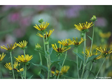 �������� �������������� Henry Eilers.jpg