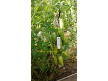 ��������� ����