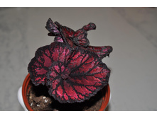 DS -����.jpg