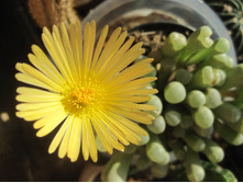 Fenestraria rhopalophylla ssp. aurantiaca