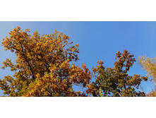 IMG 20201003 105917.jpg